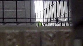 Asian Ho Pisses Over Town