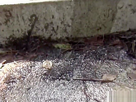 Asian Public Urinating