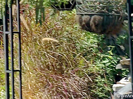 Bunny - Outdoor Stripping