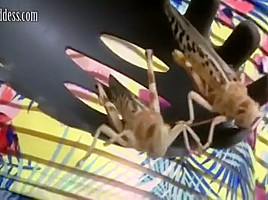Crush LOCUST