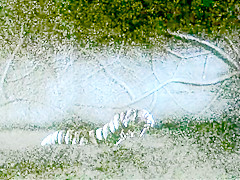 Galaxy Of Terror Giant Space Maggot sexually attacks her again and again!
