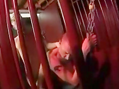 Hung boys