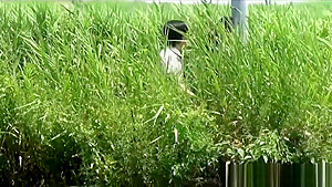Japanese skank urinates