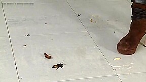 Jocelyn crushes roaches in her sexy boots!