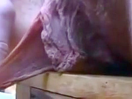 MEATY PUSSY LIPS-1