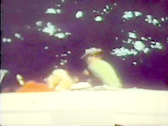 Three Hitchhiking Girls Getting Fucked
