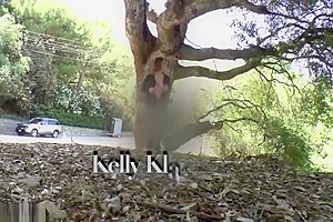 Toying shemale fucks slut