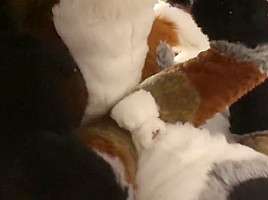 Two Gay Furries Fucking 3