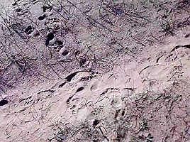 exhibe dans les dunes