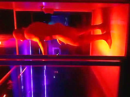 gogo boy 23