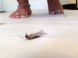marissa crush cricket